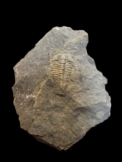 Trilobit Conocoryphe cirina – Rejkovice, CZ
