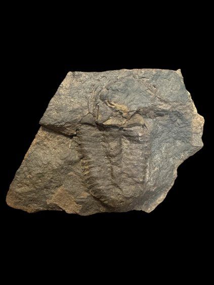 Trilobit Conocoryphe cirina – Rejkovice, ČR