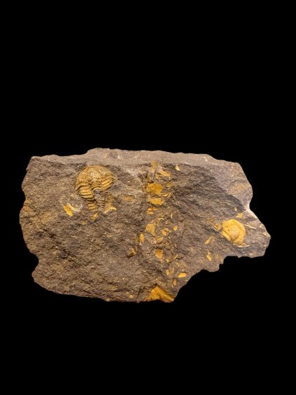 Trilobit Conocoryphe cirina – Rejkovice, CZ