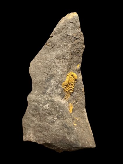 Trilobit Conocoryphe cirina – Rejkovice, ČR