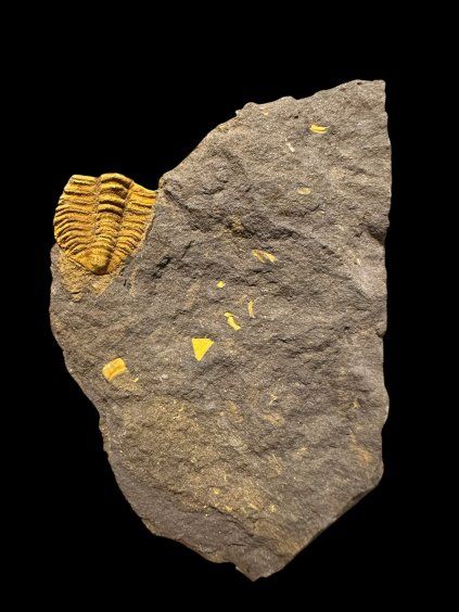 Trilobit Conocoryphe cirina – Rejkovice, ČR