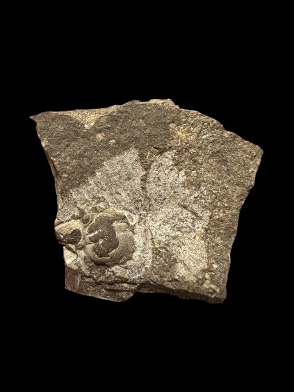 Trilobit Cheirurus insignis – Loděnice u Berouna, ČR