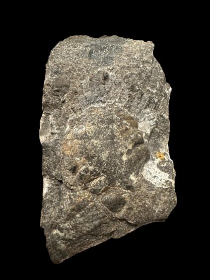 Trilobite Cheirurus insignis – Lodenice u Berouna, CZ