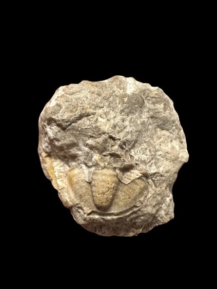 Trilobit Proetus bohemicus (pygidium) – Koněprusy, ČR