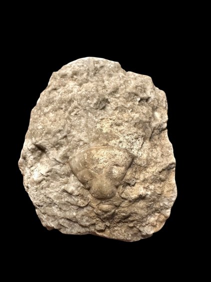 Trilobit Breviscutellum angusticeps – Koněprusy, ČR