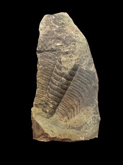 Trilobit Paradoxides gracilis – Jince, CZ