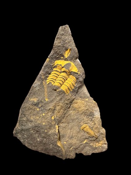 Trilobit Ellipsocephalus vetustus – Rejkovice, ČR