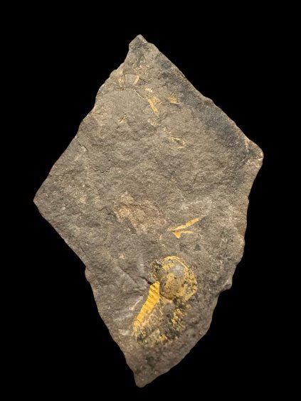 Trilobit Ellipsocephalus vetustus – Rejkovice, ČR