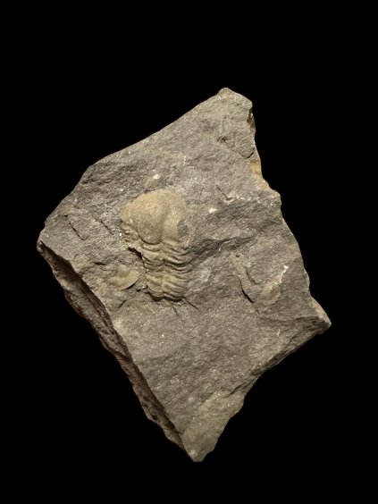 Trilobit Ellipsocephalus vetustus – Rejkovice, ČR