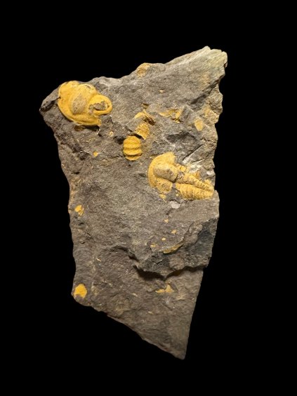 Trilobit Ellipsocephalus vetustus – Rejkovice, ČR