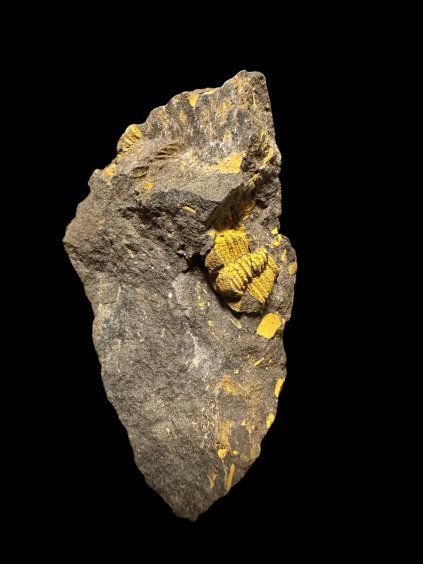 Trilobit Conocoryphe cirina – Rejkovice, ČR