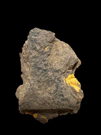 Trilobit Conocoryphe cirina – Rejkovice, ČR