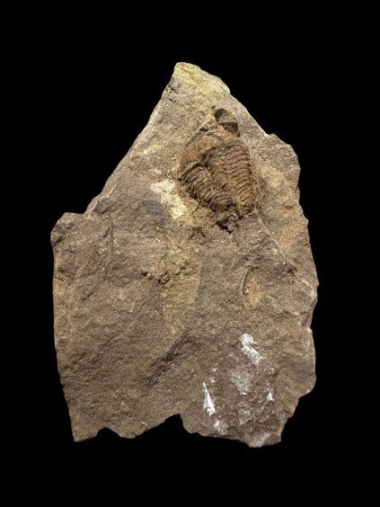 Trilobit Conocoryphe cirina – Rejkovice, ČR