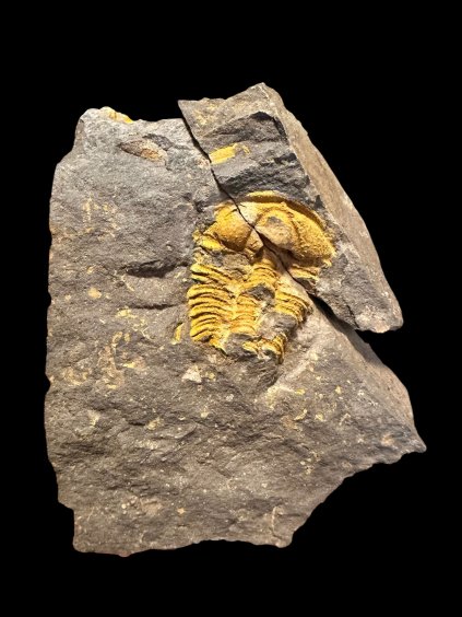Trilobite Conocoryphe cirina – Rejkovice, CZ