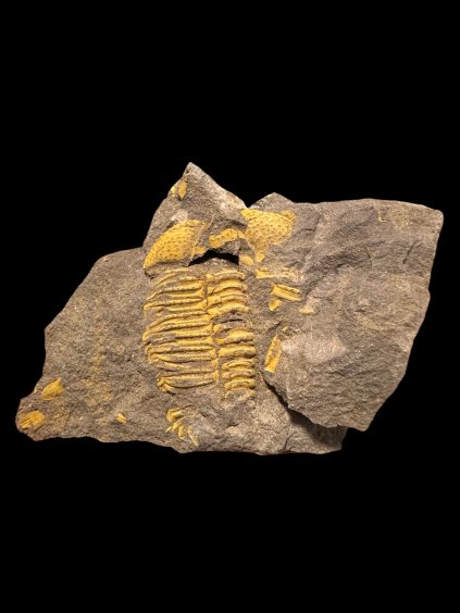 Trilobit Conocoryphe cirina – Rejkovice, ČR
