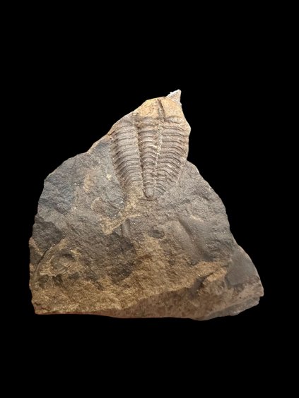 Trilobit Conocoryphe cirina – Rejkovice, CZ