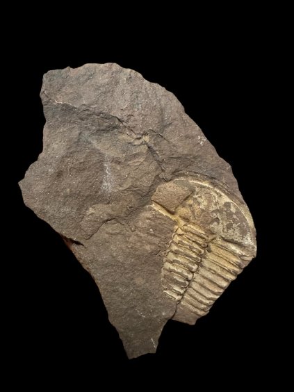 Trilobit Conocoryphe cirina – Rejkovice, ČR