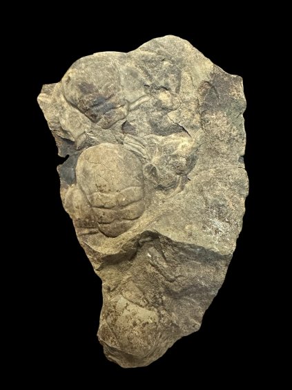 Trilobit Paradoxides gracilis – Jince, CZ