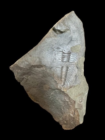 Trilobite Paradoxides gracilis – Jince, CZ