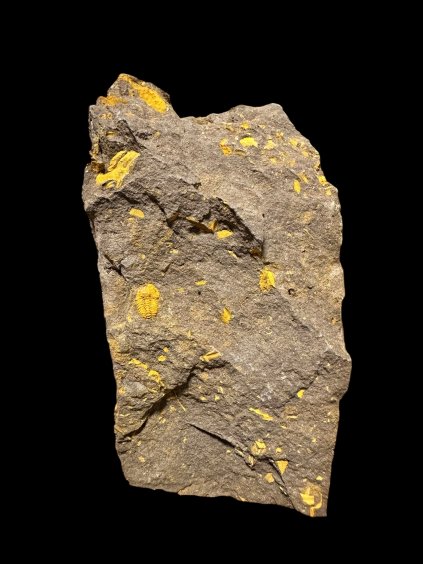 Trilobit Skreiaspis spinosa – Rejkovice, ČR