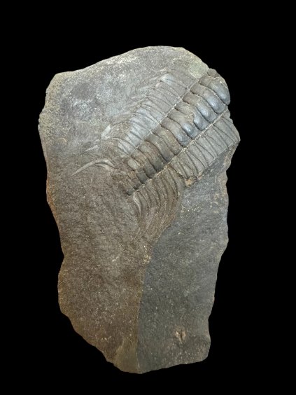 Trilobite Paradoxides gracilis – Jince, CZ