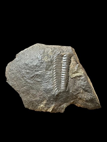 Trilobite Paradoxides gracilis – Jince, CZ