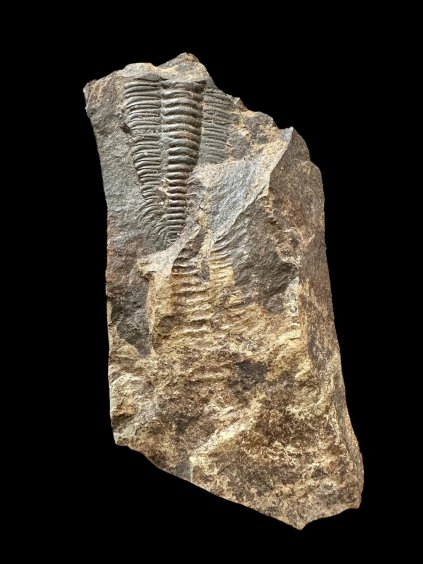 Trilobite Paradoxides gracilis – Jince, CZ