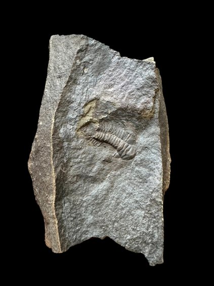 Trilobit Paradoxides gracilis – Jince, CZ