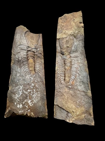Trilobit Paradoxides gracilis – Jince, ČR