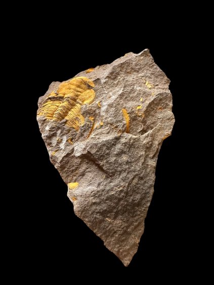 Trilobite Eccoparadoxides Pusillus – Rejkovice, CZ