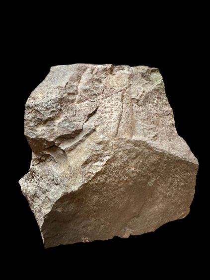 Trilobit Eccoparadoxides Pusillus – Rejkovice, ČR