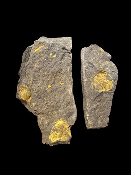 Trilobit Eccoparadoxides Pusillus – Rejkovice, ČR