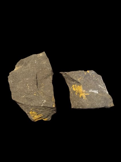 Trilobit Eccoparadoxides Pusillus – Rejkovice, CZ