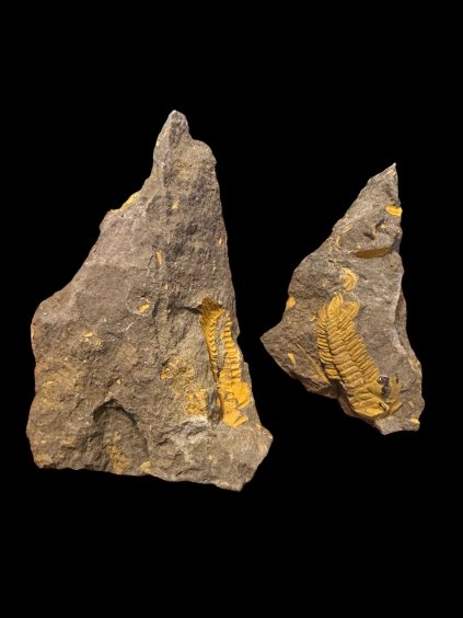 Trilobit Eccoparadoxides Pusillus – Rejkovice, CZ