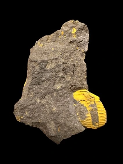 Trilobit Ellipsocephalus vetustus – Rejkovice, ČR