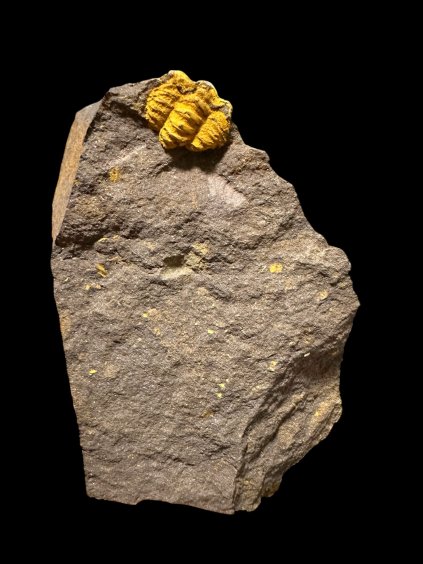 Trilobit Acadolenus snajdri – Rejkovice, ČR