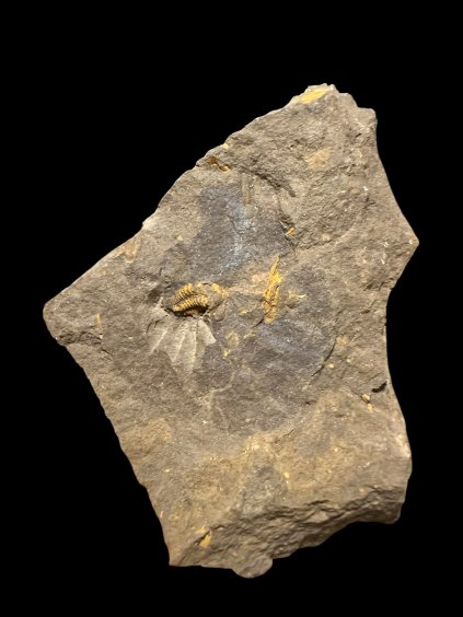 Trilobite Acadolenus snajdri – Rejkovice, CZ