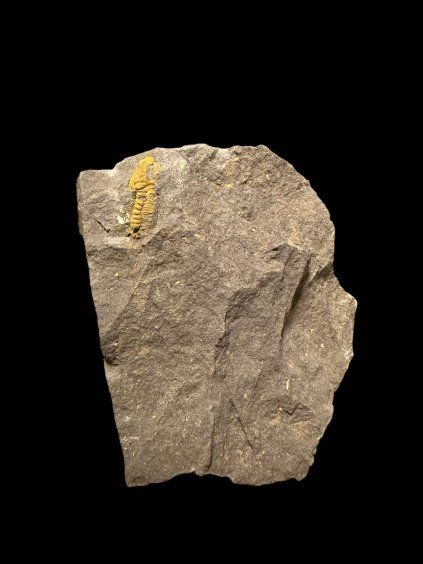 Trilobit Acadolenus snajdri – Rejkovice, CZ