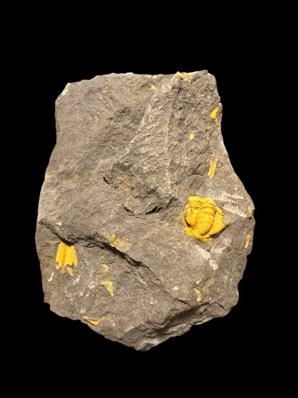 Trilobit Acadolenus snajdri – Rejkovice, ČR