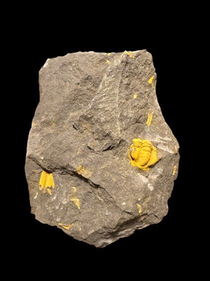 Trilobit Acadolenus snajdri – Rejkovice, CZ