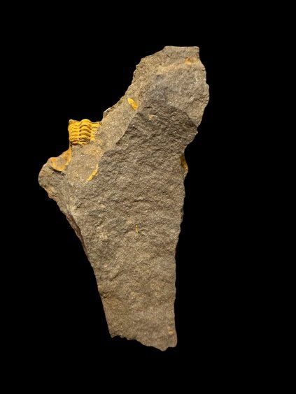 Trilobit Acadolenus snajdri – Rejkovice, CZ