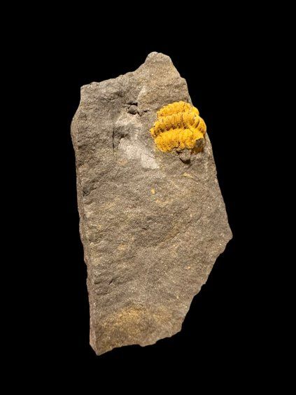 Trilobit Acadolenus snajdri – Rejkovice, CZ