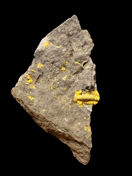 Trilobit Acadolenus snajdri – Rejkovice, ČR