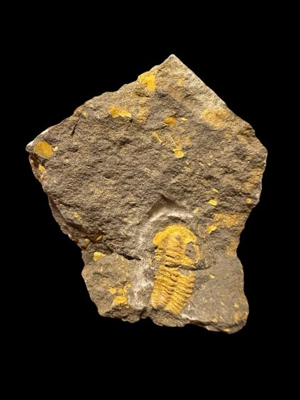 Trilobite Acadolenus snajdri – Rejkovice, CZ