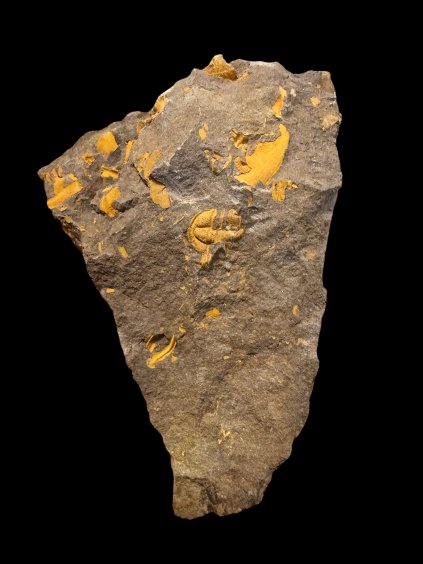 Trilobit Conocoryphe cirina – Rejkovice, CZ