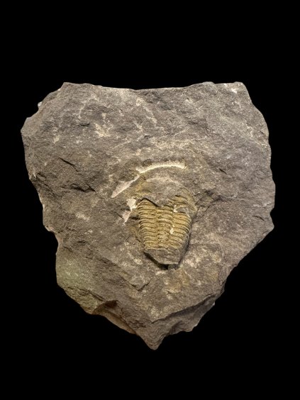 Trilobit Conocoryphe cirina – Rejkovice, CZ