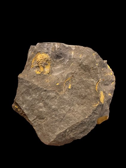 Trilobite Conocoryphe cirina – Rejkovice, CZ