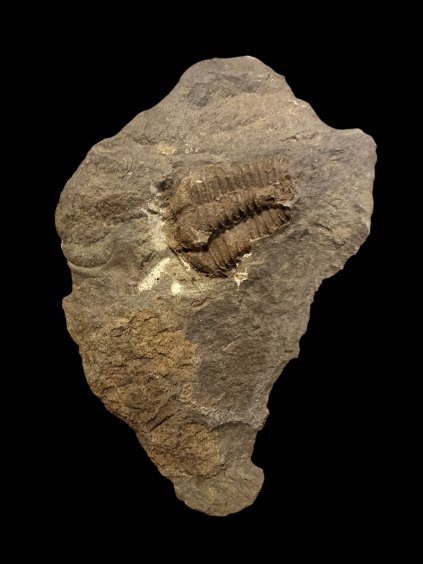 Trilobite Conocoryphe cirina – Rejkovice, CZ