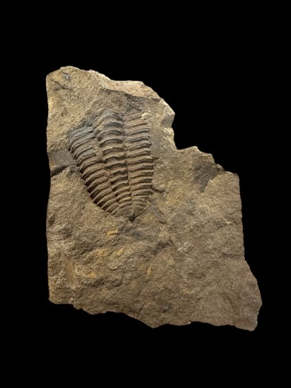 Trilobite Conocoryphe cirina – Rejkovice, CZ
