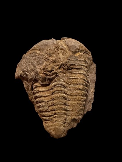 Trilobit Conocoryphe cirina – Rejkovice, CZ